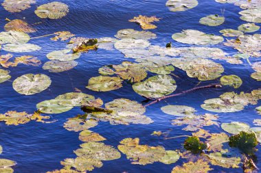 Yazın parktaki bitkiler ve doğa. Yapraklar, çimenler, ağaçlar, doğa