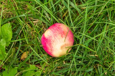 Yazın parktaki bitkiler ve doğa. Yapraklar, çimenler, ağaçlar, doğa