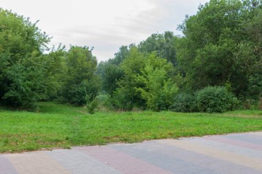 Yazın parktaki bitkiler ve doğa. Yapraklar, çimenler, ağaçlar, doğa