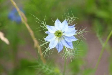 Yazın parktaki bitkiler ve doğa. Yapraklar, çimenler, ağaçlar, doğa