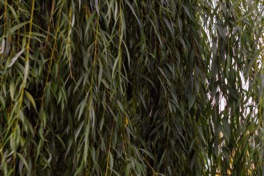 Yazın parktaki bitkiler ve doğa. Yapraklar, çimenler, ağaçlar, doğa