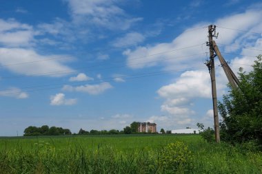Yazın parktaki bitkiler ve doğa. Yapraklar, çimenler, ağaçlar, doğa