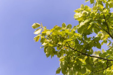 Yazın parktaki bitkiler ve doğa. Yapraklar, çimenler, ağaçlar, doğa