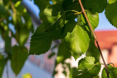 Yazın parktaki bitkiler ve doğa. Yapraklar, çimenler, ağaçlar, doğa