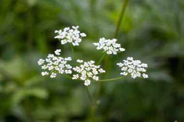 Yazın parktaki bitkiler ve doğa. Yapraklar, çimenler, ağaçlar, doğa