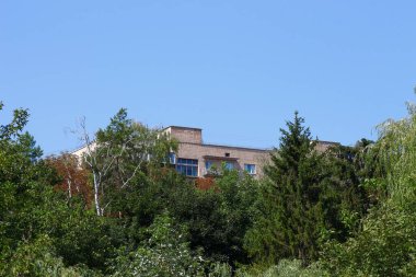 Yazın parktaki bitkiler ve doğa. Yapraklar, çimenler, ağaçlar, doğa