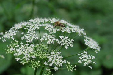 Yazın parktaki bitkiler ve doğa. Yapraklar, çimenler, ağaçlar, doğa