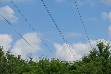 Yazın parktaki bitkiler ve doğa. Yapraklar, çimenler, ağaçlar, doğa