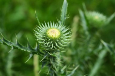Yazın parktaki bitkiler ve doğa. Yapraklar, çimenler, ağaçlar, doğa