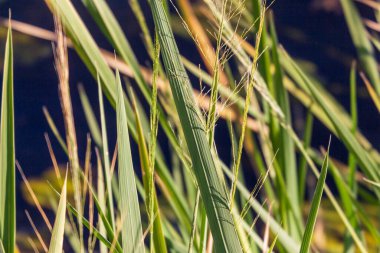 Yazın parktaki bitkiler ve doğa. Yapraklar, çimenler, ağaçlar, doğa