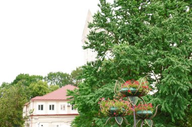 Yazın parktaki bitkiler ve doğa. Yapraklar, çimenler, ağaçlar, doğa