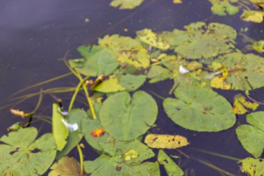 Yazın parktaki bitkiler ve doğa. Yapraklar, çimenler, ağaçlar, doğa