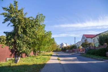Yazın parktaki bitkiler ve doğa. Yapraklar, çimenler, ağaçlar, doğa