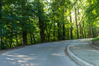 Yazın parktaki bitkiler ve doğa. Yapraklar, çimenler, ağaçlar, doğa