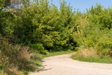 Yazın parktaki bitkiler ve doğa. Yapraklar, çimenler, ağaçlar, doğa