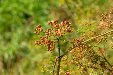 Yazın parktaki bitkiler ve doğa. Yapraklar, çimenler, ağaçlar, doğa