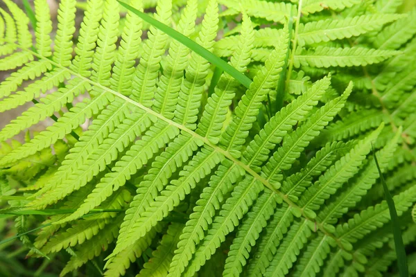 Plantes Nature Dans Parc Été Feuilles Herbe Arbres Nature — Photo