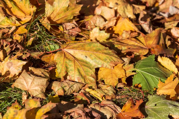 Krásné Žluté Podzimní Listí Parku Zemi — Stock fotografie