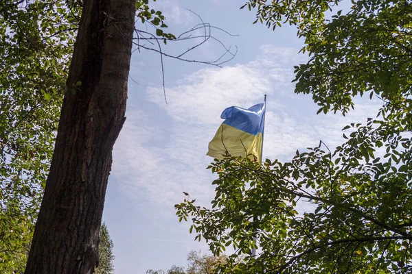 Yazın parktaki bitkiler ve doğa. Yapraklar, çimenler, ağaçlar, doğa