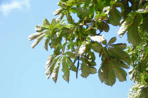 Φυτά Και Φύση Στο Πάρκο Καλοκαίρι Φύλλα Γρασίδι Δέντρα Φύση — Φωτογραφία Αρχείου