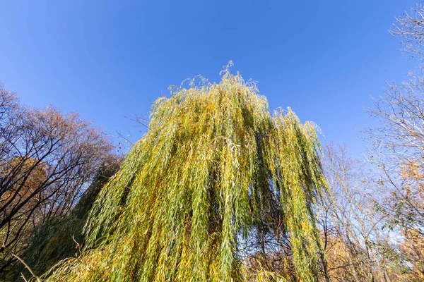 Växter Och Natur Parken Sommaren Blad Gräs Träd Natur — Stockfoto