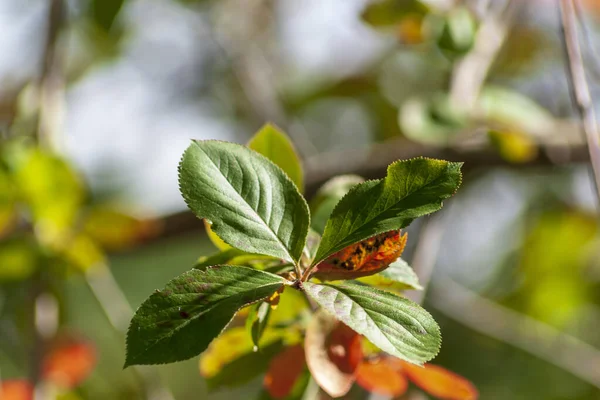 Plantes Nature Dans Parc Été Feuilles Herbe Arbres Nature — Photo