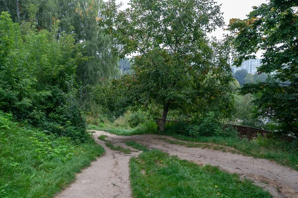 Pflanzen Und Natur Park Sommer Blätter Gras Bäume Natur — Stockfoto