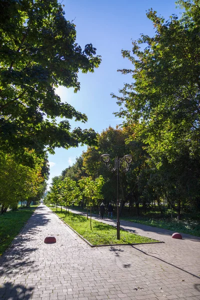 Plantas Naturaleza Parque Verano Hojas Hierba Árboles Naturaleza — Foto de Stock