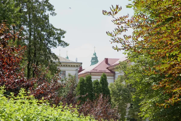 Növények Természet Parkban Nyáron Levelek Fák Természet — Stock Fotó