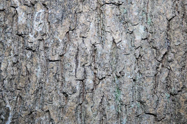 Parktaki Ormandaki Yaşlı Ağacın Dokusu — Stok fotoğraf