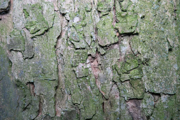 Tekstura Starego Drzewa Parku Lub Lesie — Zdjęcie stockowe