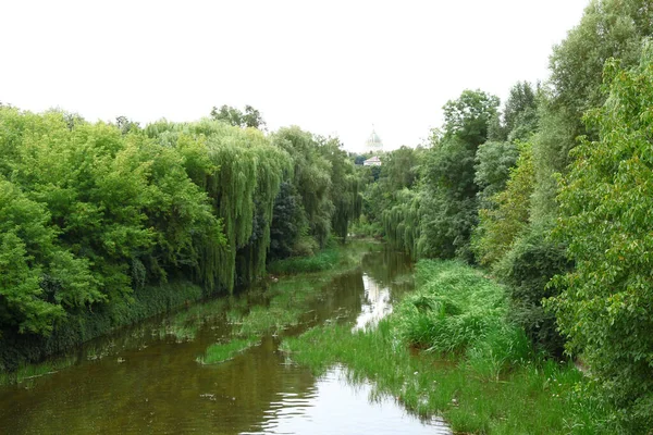 Plantes Nature Dans Parc Été Feuilles Herbe Arbres Nature — Photo