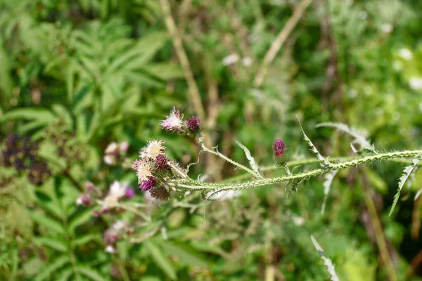 Plantes Nature Dans Parc Été Feuilles Herbe Arbres Nature — Photo