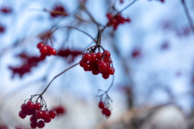 Sonbaharda çalılıklarda meyveler ve kırmızı viburum demetleri