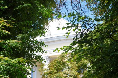 Yazın parktaki bitkiler ve doğa. Yapraklar, çimenler, ağaçlar, doğa