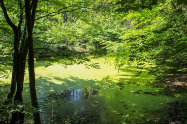 Yaz ormanı ve yeşil ağaçlar. Ruhani merkez ve ormanda kesişen yol