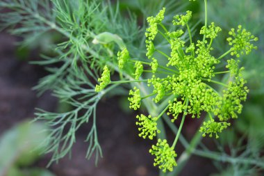 Yazın parktaki bitkiler ve doğa. Yapraklar, çimenler, ağaçlar, doğa