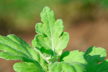 Yazın parktaki bitkiler ve doğa. Yapraklar, çimenler, ağaçlar, doğa