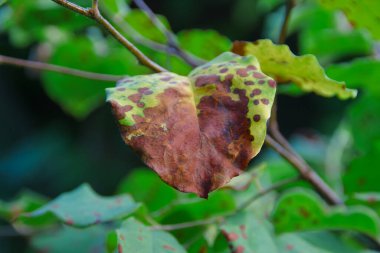 Yazın parktaki bitkiler ve doğa. Yapraklar, çimenler, ağaçlar, doğa