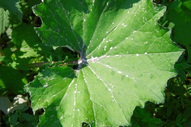 Yazın parktaki bitkiler ve doğa. Yapraklar, çimenler, ağaçlar, doğa