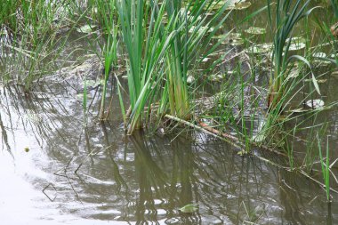 Yazın parktaki bitkiler ve doğa. Yapraklar, çimenler, ağaçlar, doğa