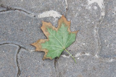 Yazın parktaki bitkiler ve doğa. Yapraklar, çimenler, ağaçlar, doğa