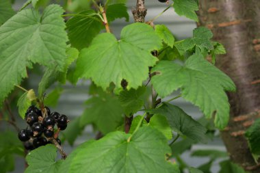 Yazın parktaki bitkiler ve doğa. Yapraklar, çimenler, ağaçlar, doğa