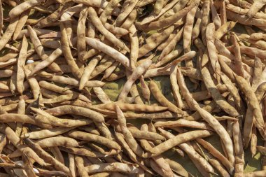 Ağustos 'ta şehir merkezinde bir evin cephesi. Konut binası ve ticari gayrimenkul