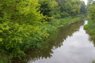 Yazın parktaki bitkiler ve doğa. Yapraklar, çimenler, ağaçlar, doğa
