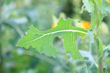 Yazın parktaki bitkiler ve doğa. Yapraklar, çimenler, ağaçlar, doğa