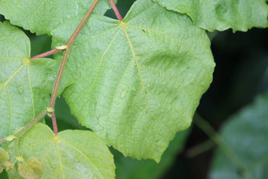 Yazın parktaki bitkiler ve doğa. Yapraklar, çimenler, ağaçlar, doğa