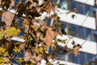 Ağustos 'ta şehir merkezinde bir evin cephesi. Konut binası ve ticari gayrimenkul