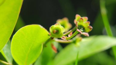 Yazın parktaki bitkiler ve doğa. Yapraklar, çimenler, ağaçlar, doğa