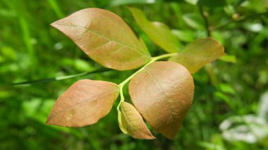 Yazın parktaki bitkiler ve doğa. Yapraklar, çimenler, ağaçlar, doğa